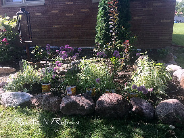 Planting perennials in the garden on a budget.