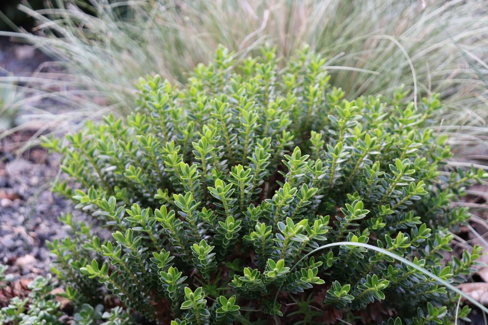 Plants Blog Hebe Rakaiensis Rakai Hebe