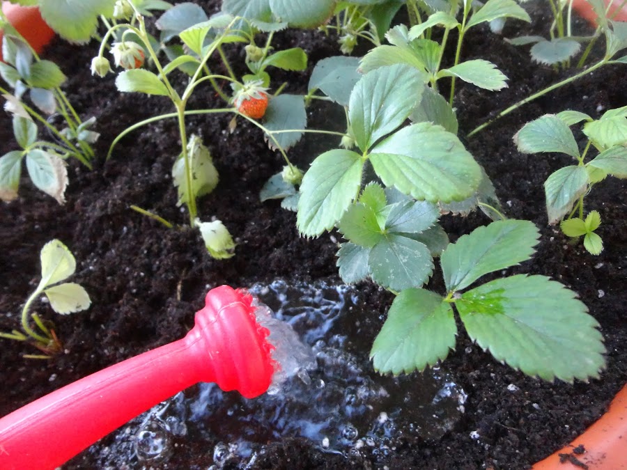 MACETÓN CON PLANTAS DE FRESAS