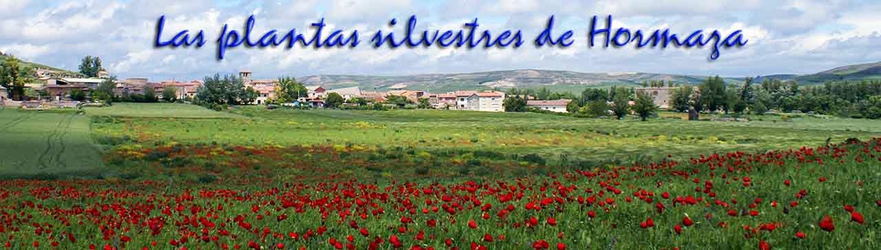 Las flores silvestres de Hormaza