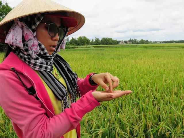 "Yum", our Heaven and Earth Bicycle Tour guide explains rice farming
