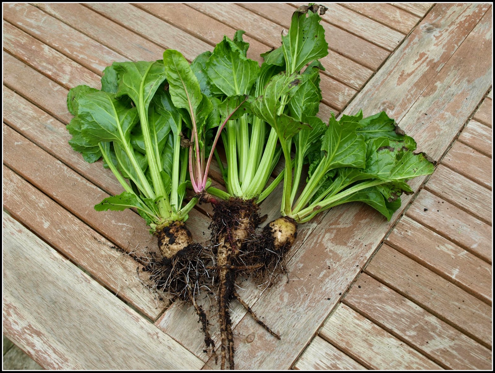 Mark's Veg Plot Perpetual Spinach