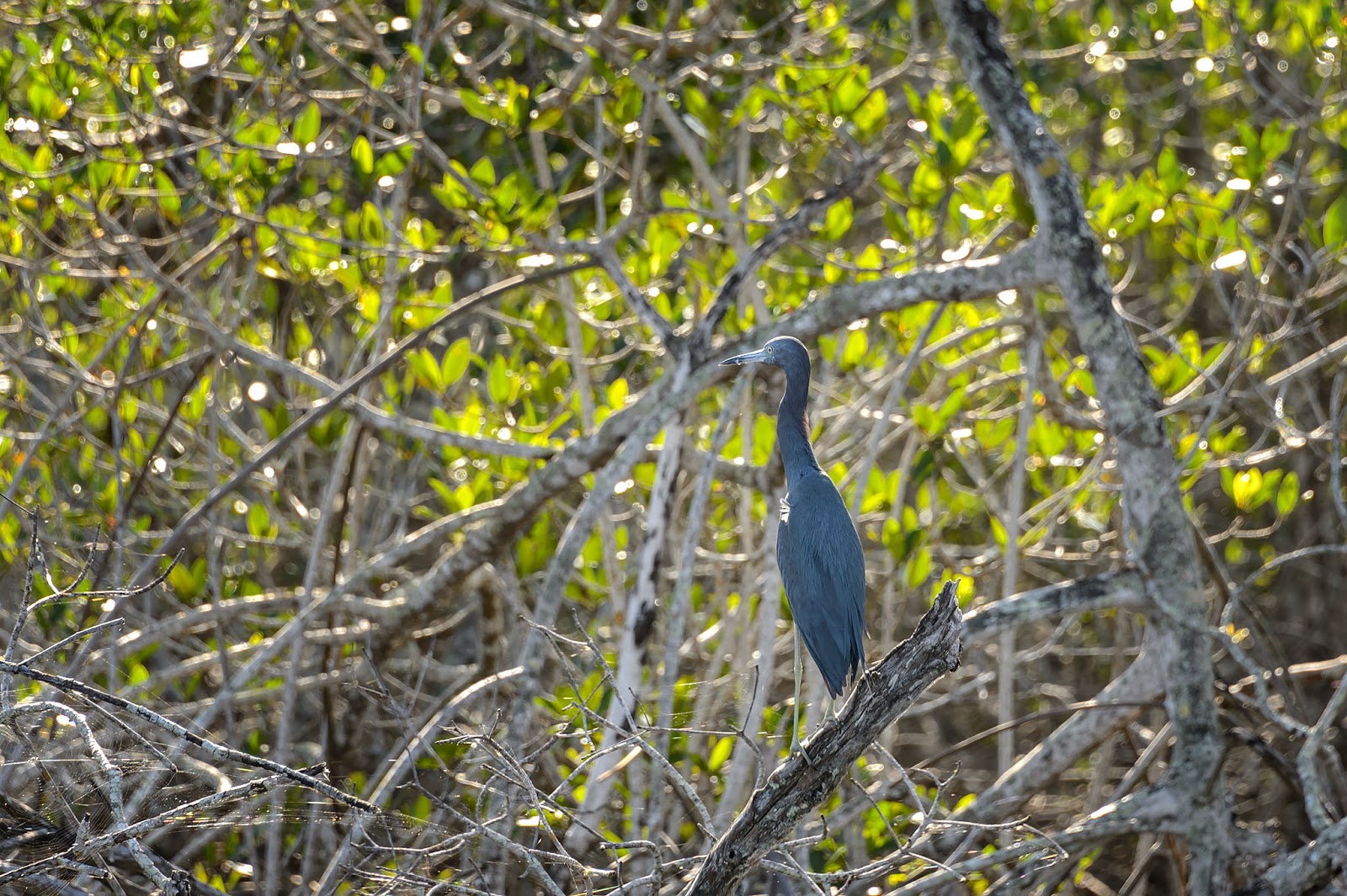 Bubba's Garage: Visiting Port of the Islands for Manatees