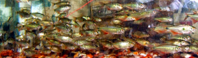 CHENNAI FREE CLASSIFIEDS: Buenos Aires Tetra