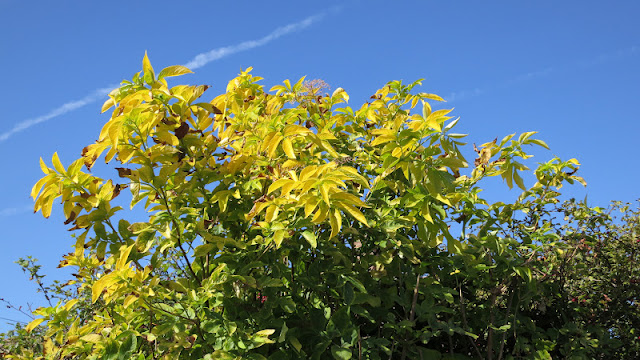 Golden Elderberry Tree