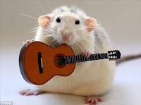 White rat playing guitar