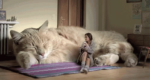 The latest and greatest Cat Couch! Well, now that's a switch! #animated #cat #funny #relatable