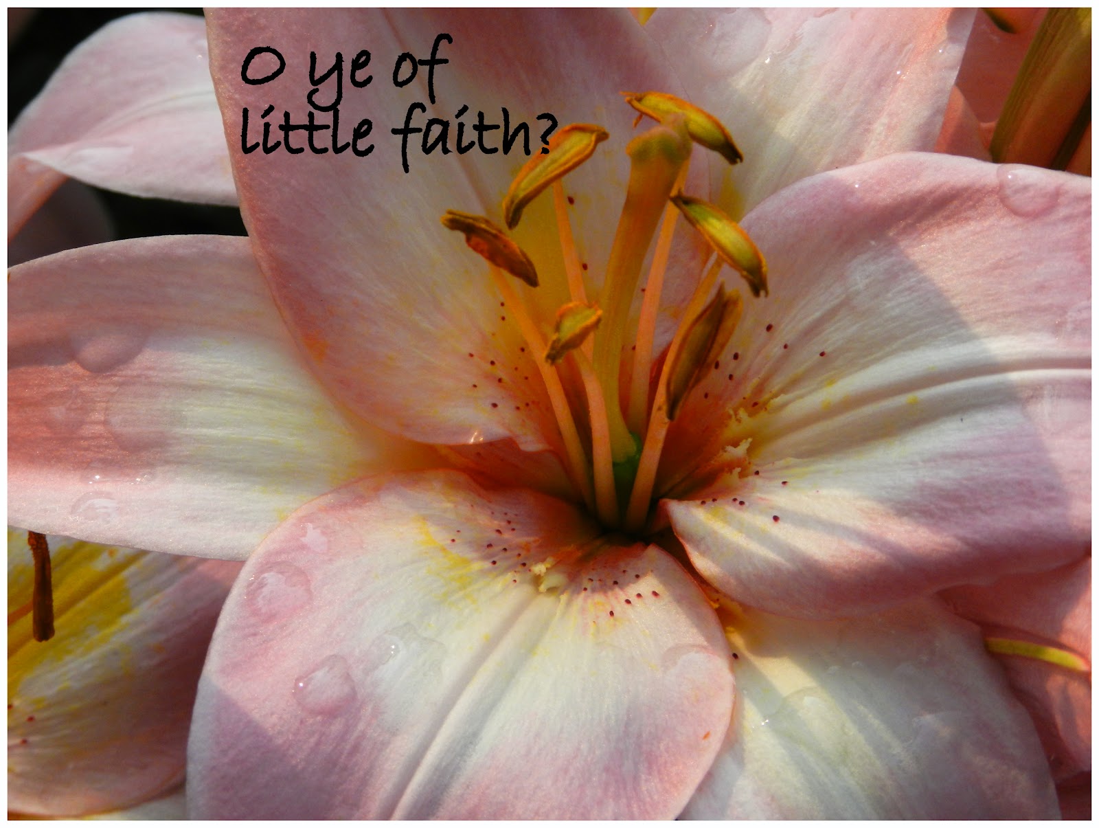 Living For Jesus Lilies of the Field