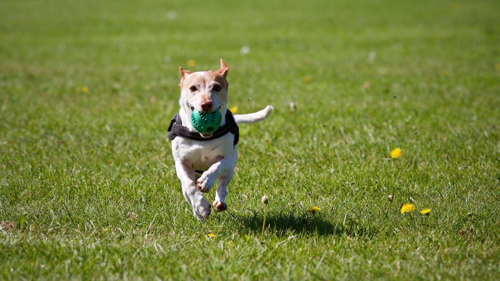 Top 10 tips for training dogs LUV My dogs