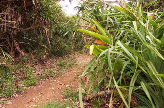 dirt trail lined with vegetation