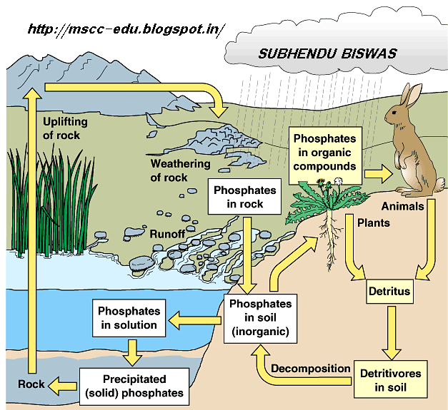 Mirchi Fun Club 8) Nitrogen cycle
