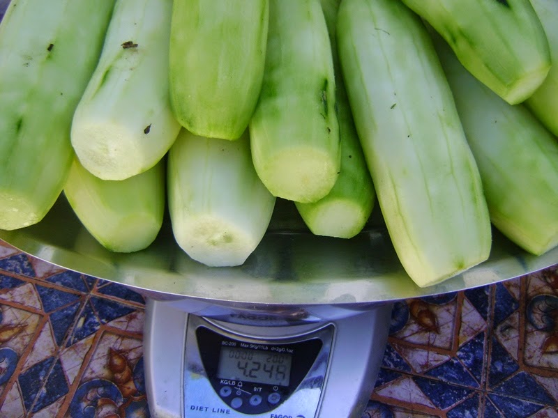 EL SEXAGENARIO PEPINOS CONSERVAR Y CONGELAR