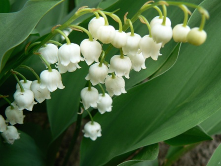 Dichtwoorden Van Toen En Nu Mijn Moeder Een Vrouw Sonnet