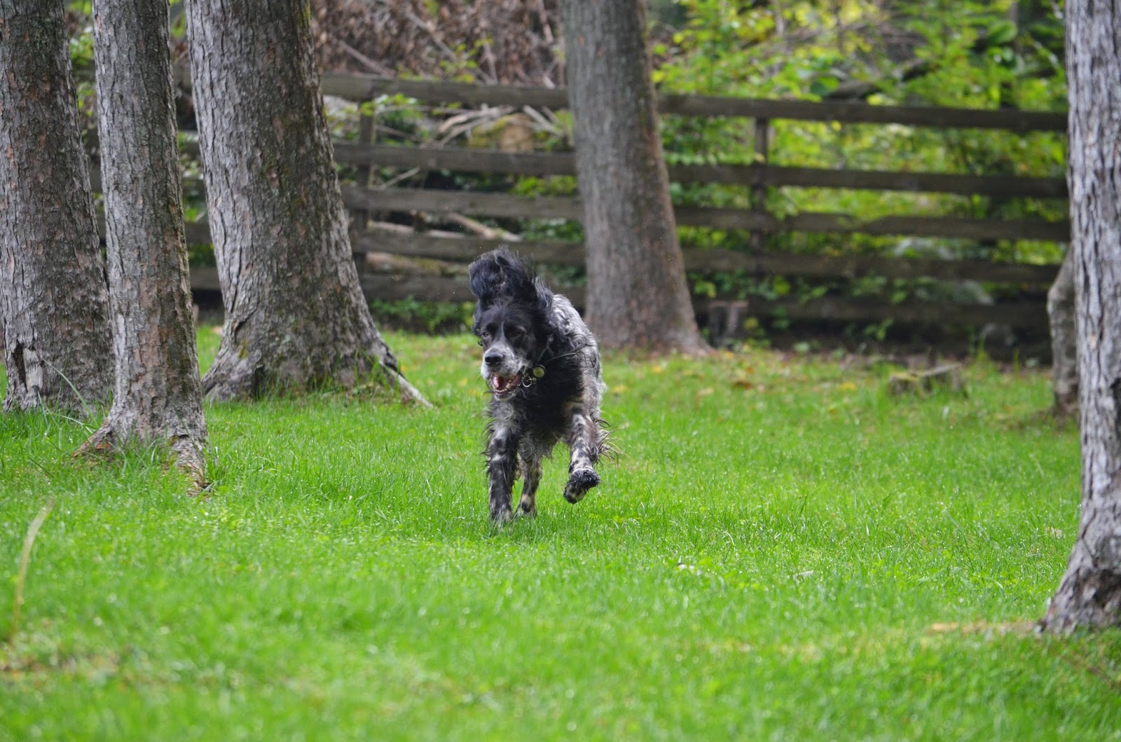 Gundog rescue Claire Angels watch over us