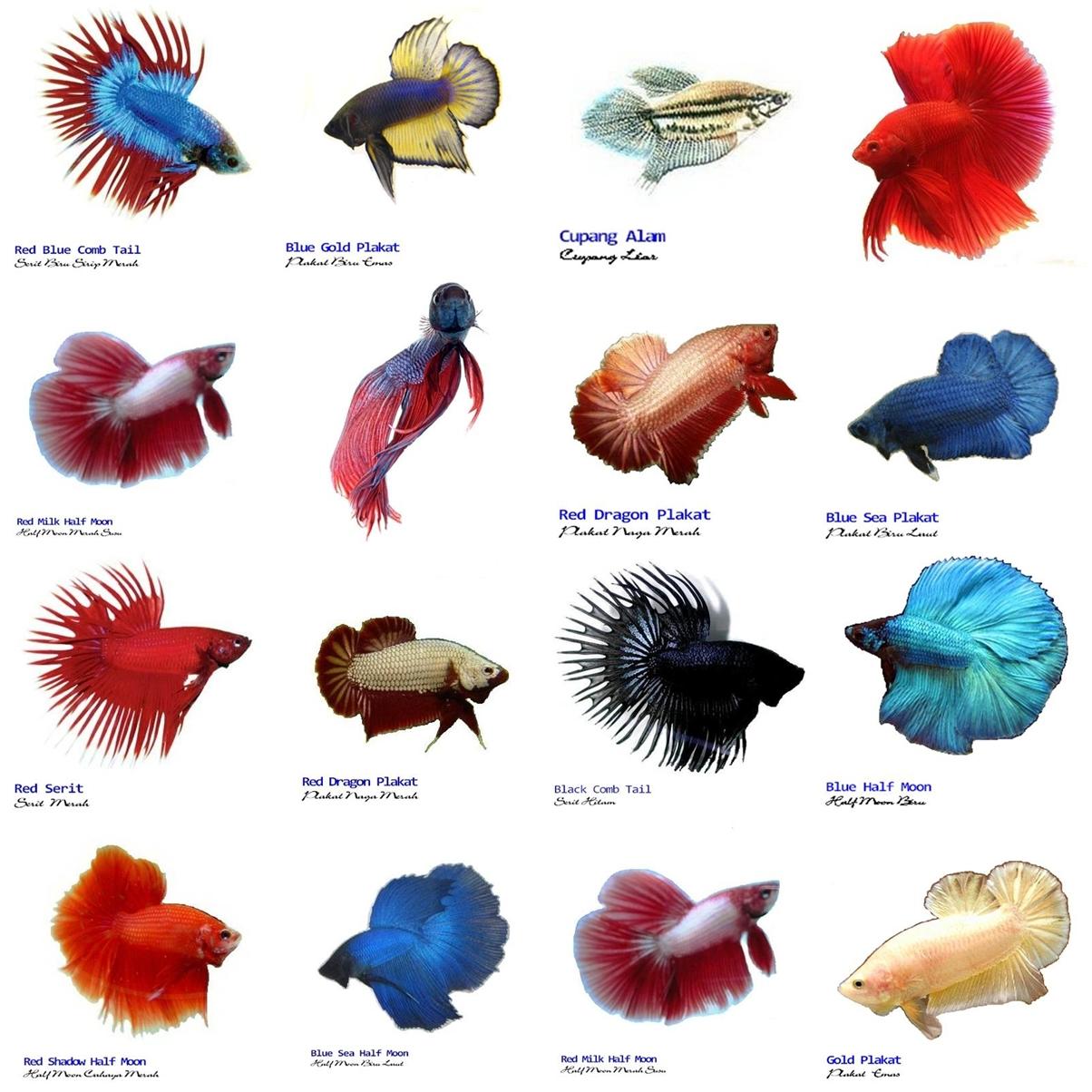 MACAM MACAM ANEKA IKAN CUPANG macam-macam-aneka-ikan-cupang