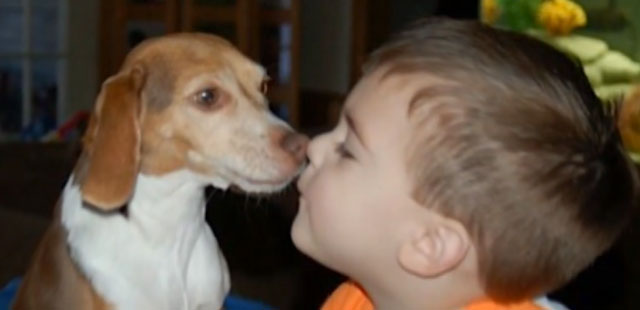 Dog kiss child Maisy