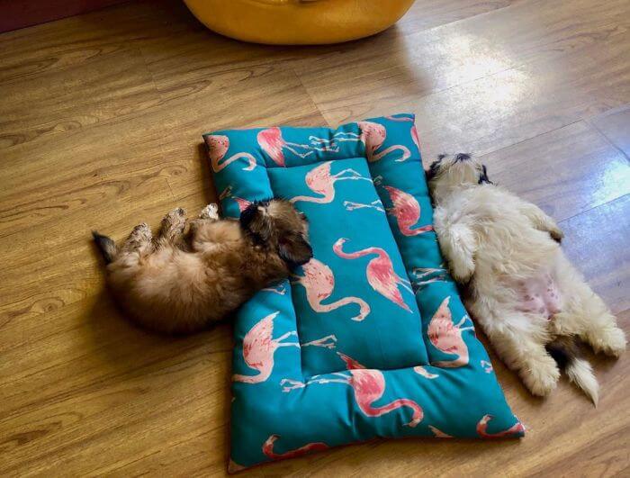 30 Hilariously Adorably Pictures Of Puppy Sleeping As If She Was 'Turned Off' 30 Hilariously Adorably Pictures Of Puppy Sleeping As If She Was 'Turned Off'