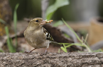 Pinsà comú (Fringilla coelebs)