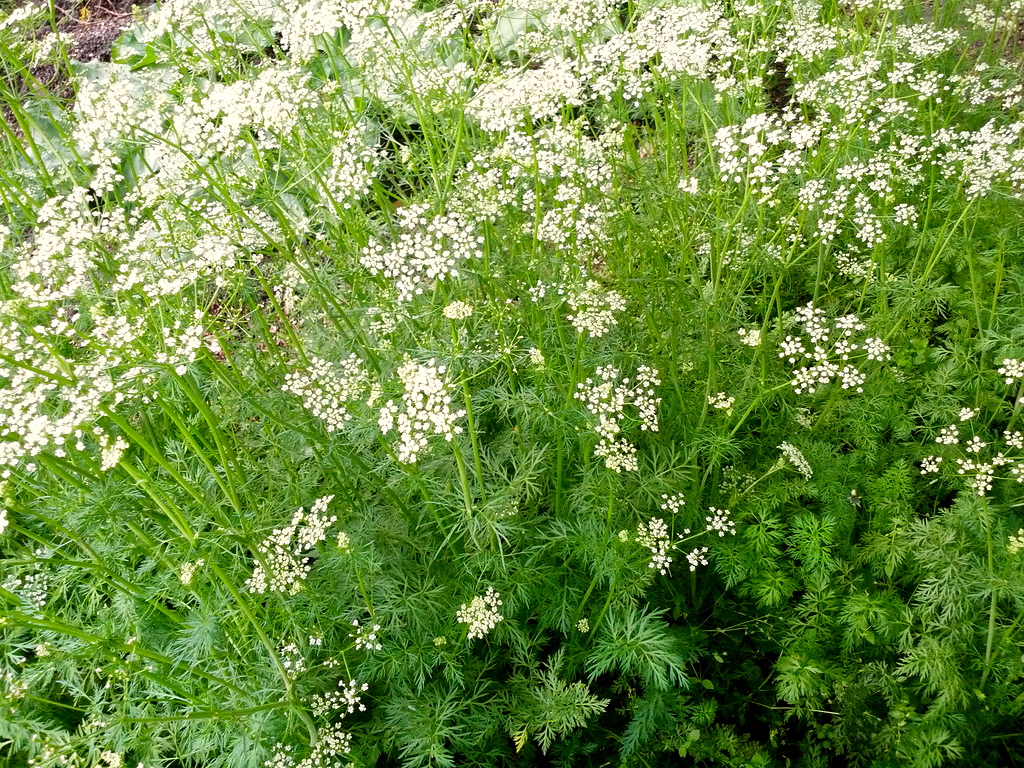 Keep Calm & Curry On safed jeera