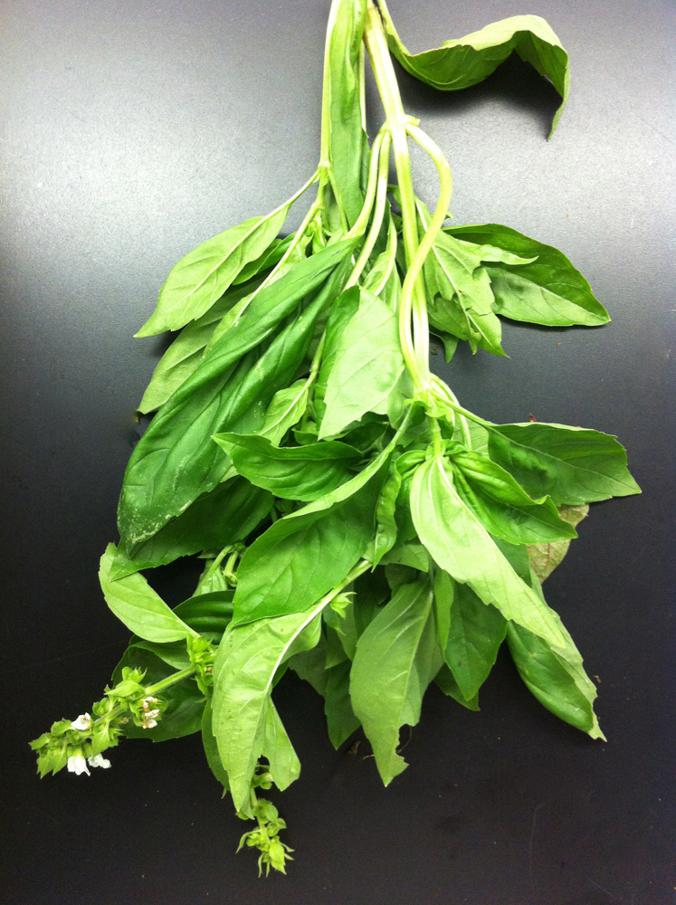 the rusty hoe what to do with too much basil?