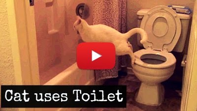 Watch Ender the Cat try to use the Toilet as it fails adorably via geniushowto.blogspot.com cat videos