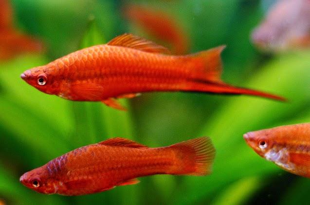 Ikan Moli Hobi Mancing