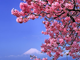 Gambar Wallpaper Bunga Sakura Jepang Cantik Kata 2015 Korang Tidak