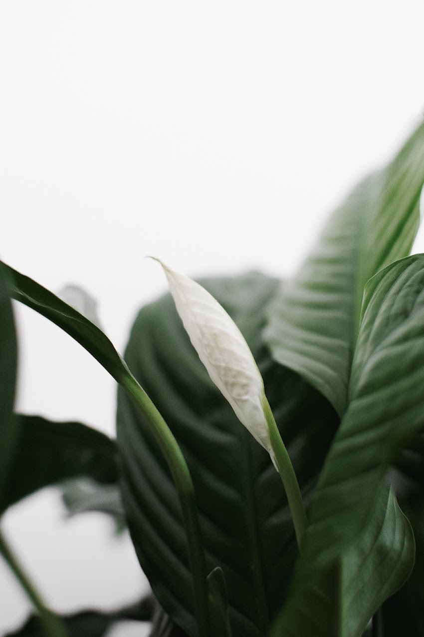Photo Of A Plant Photo Of A Plant