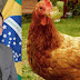 REGIÃO / Serrolândia: Vereador denuncia presença de galinha em pleno centro cirúrgico
