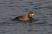 Scaup (1st winter)