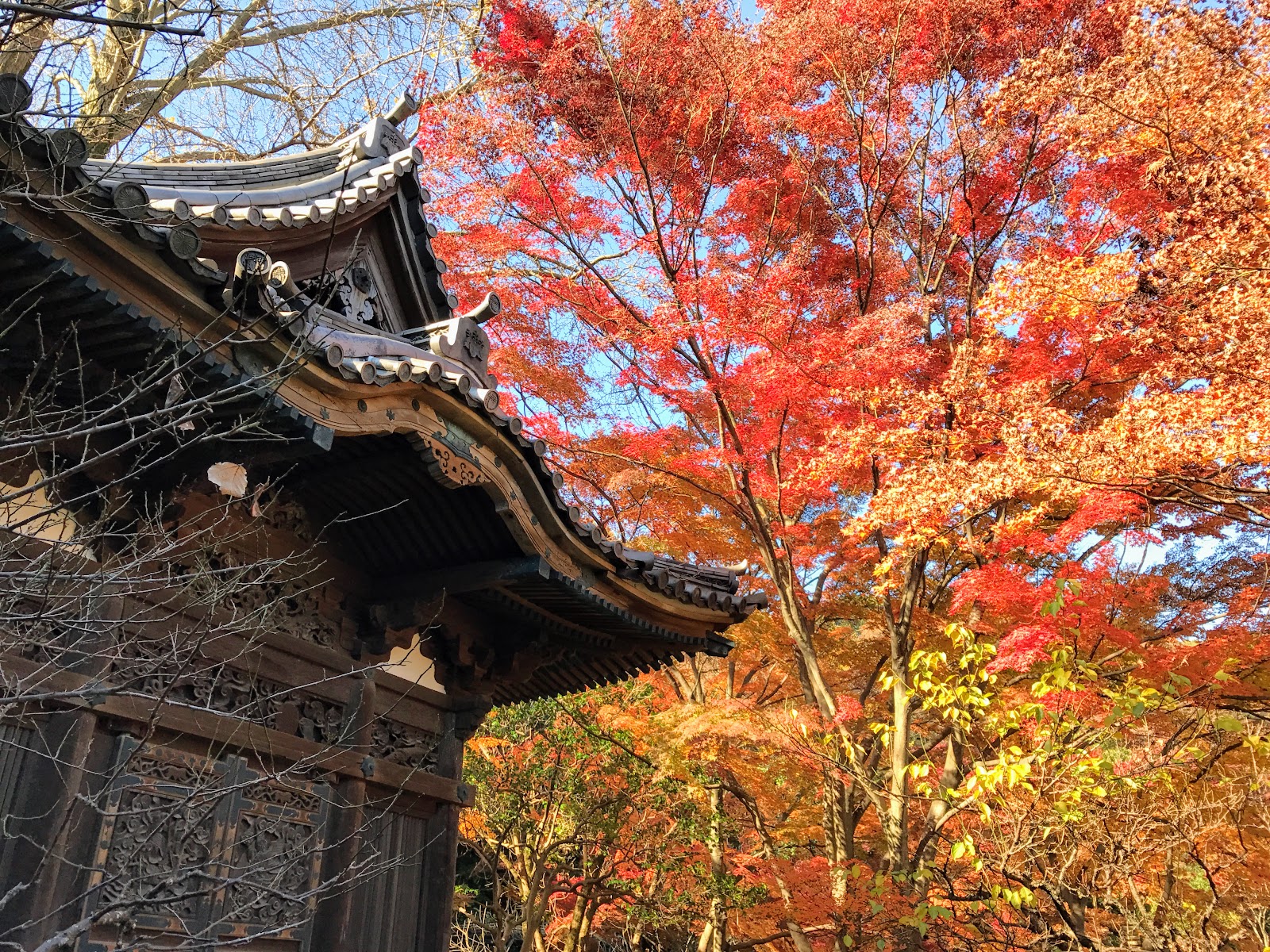 Yokohama Autumn Views at Sankeien Garden (三渓園) Vikingess Voyages
