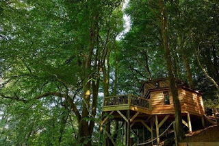 İngiltere 'de El Yapımı Treehouse (Ağaç Ev)- Konaklama