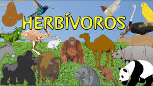 Herbívoros