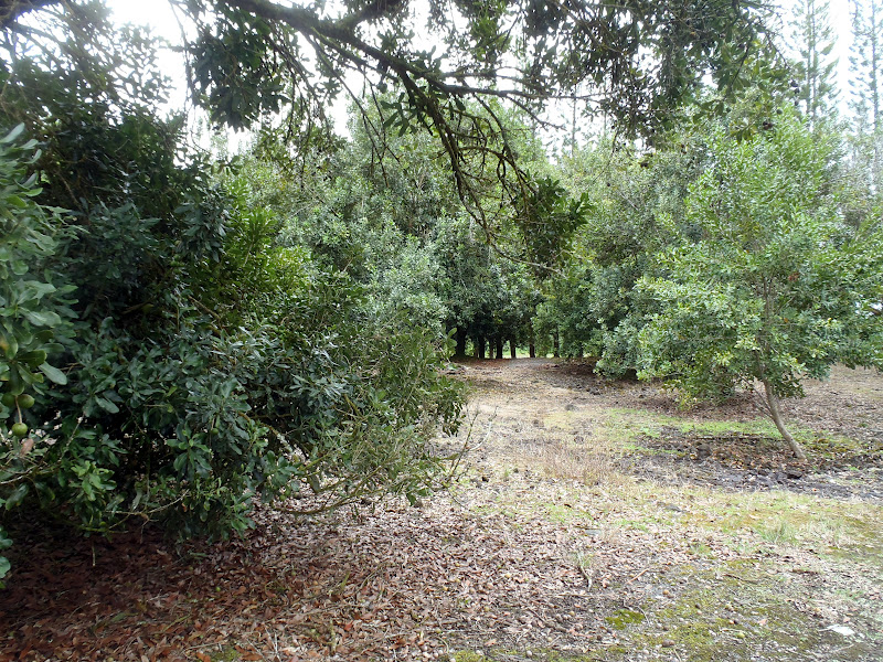 Fun with Dick and Arlete Sightseeing Mauna Loa mac nut farm