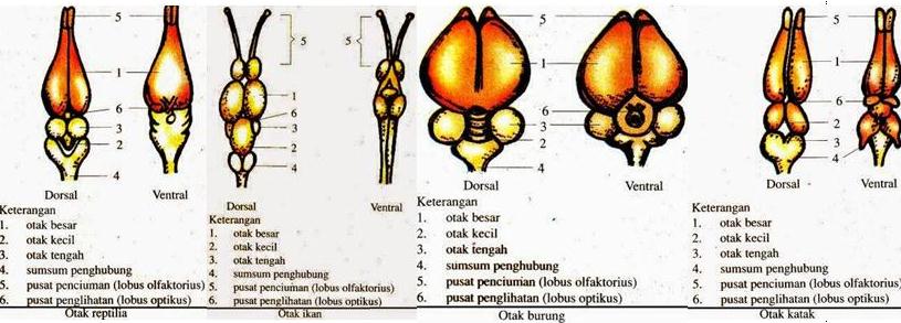 Soal Jawaban Bab Sistem Saraf Hewan 30 Pilgan 10 Esai Muttaqin Id