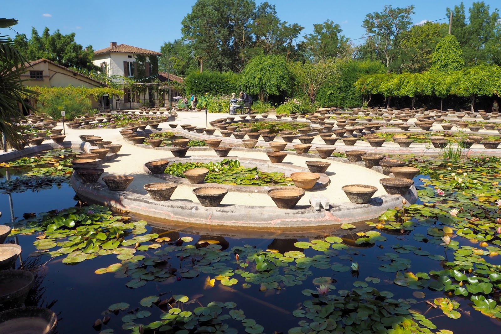 Conseils de jardinage aquatique par les jardiniers experts Latour-Marliac