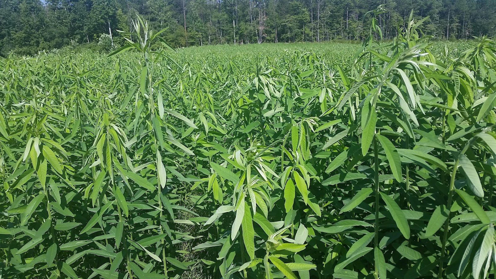 Dewberry Lands Happenings Around on Dewberry Lands