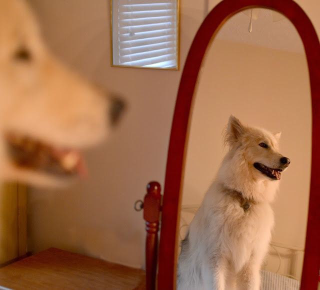dog reflection in mirror