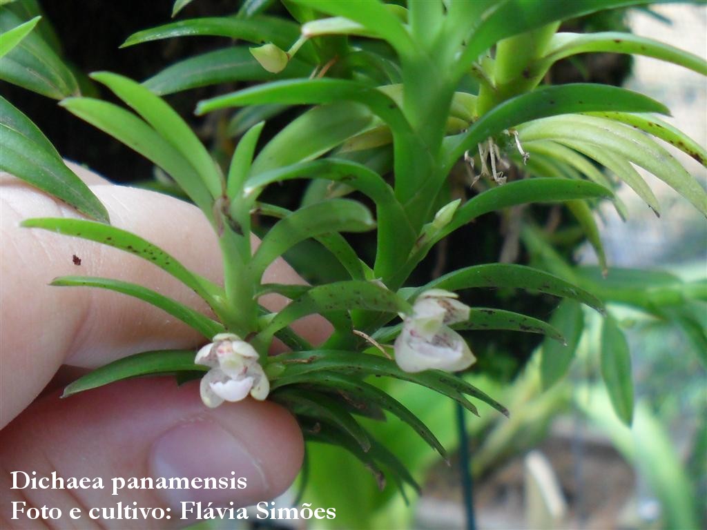 Orquidário da Flávia Dichaea panamensis