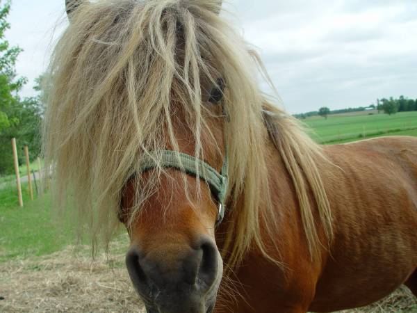 Olga Paints BLOND PONY PALETTE KNIFE