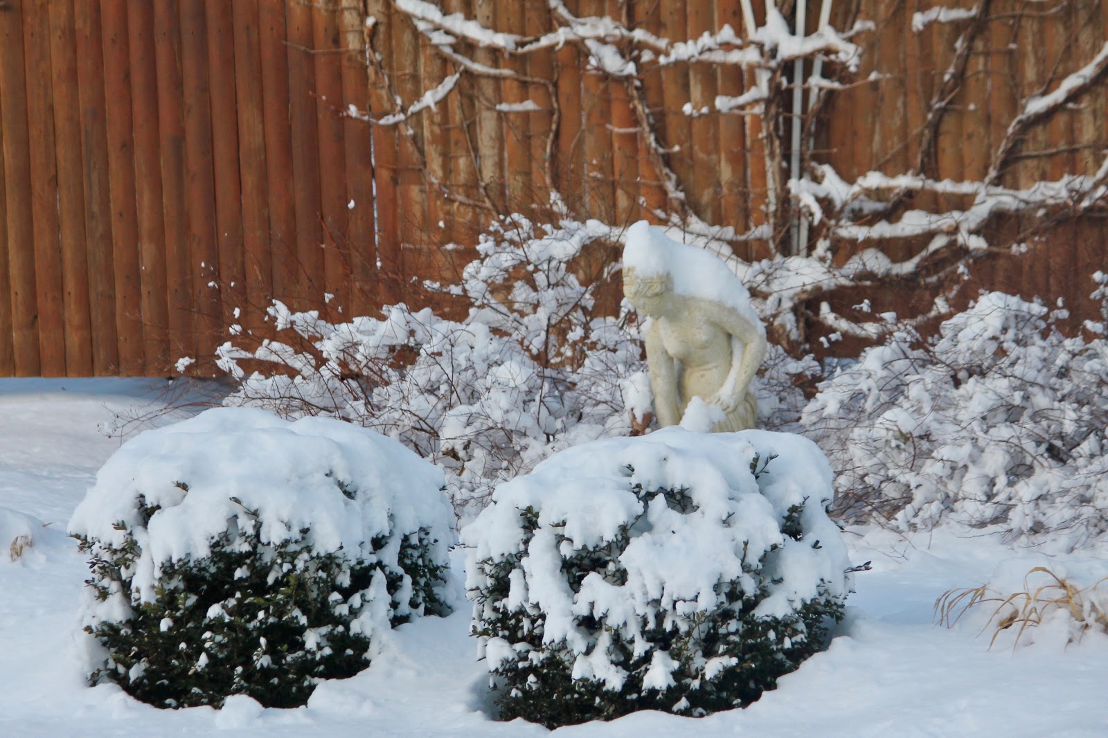 Winter Blooms In The Rainy Day Garden