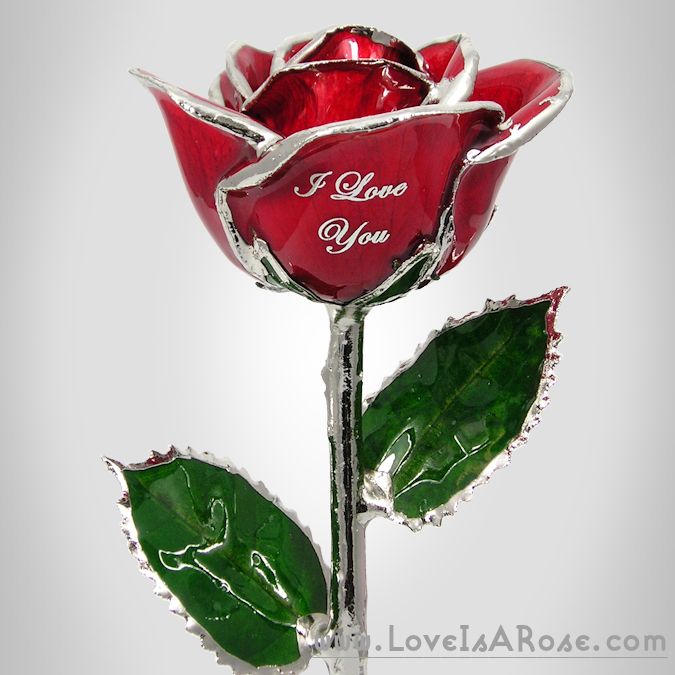Hanging Off The Wire Love Is A Rose