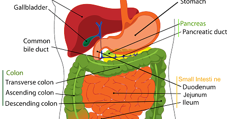 CBSE Papers, Questions, Answers, MCQ: CBSE NEET/AIPMT Class 12
