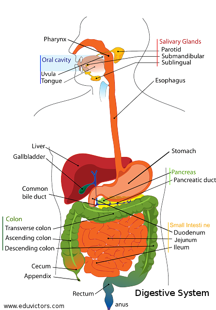 CBSE Papers Questions Answers MCQ CBSE Class 10 Biology 