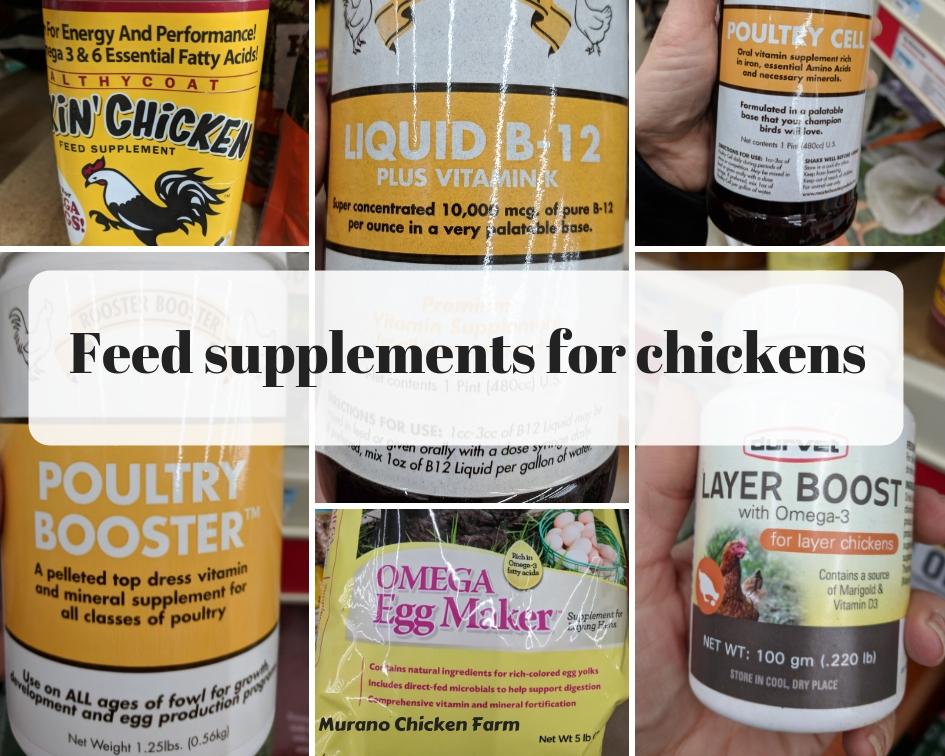 Do chickens need feed supplements? Murano Chicken Farm
