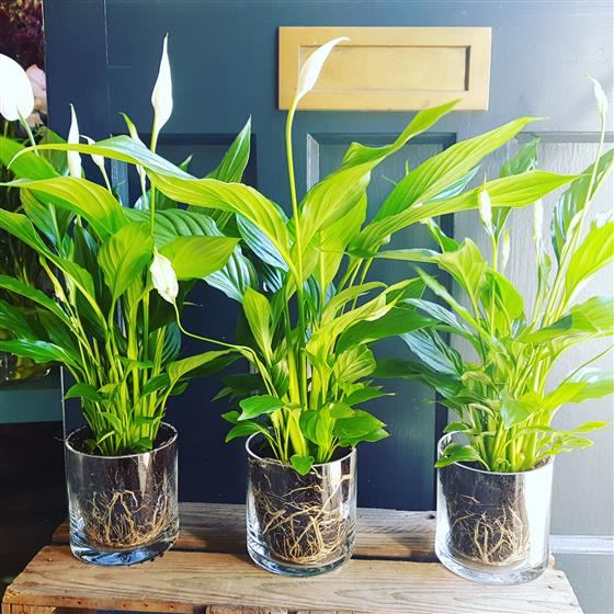 Спатифиллум аквариумный. Спатифиллум в горшке. Спатифиллум. Спатифиллум черенок. Спатифиллум перл купидо.