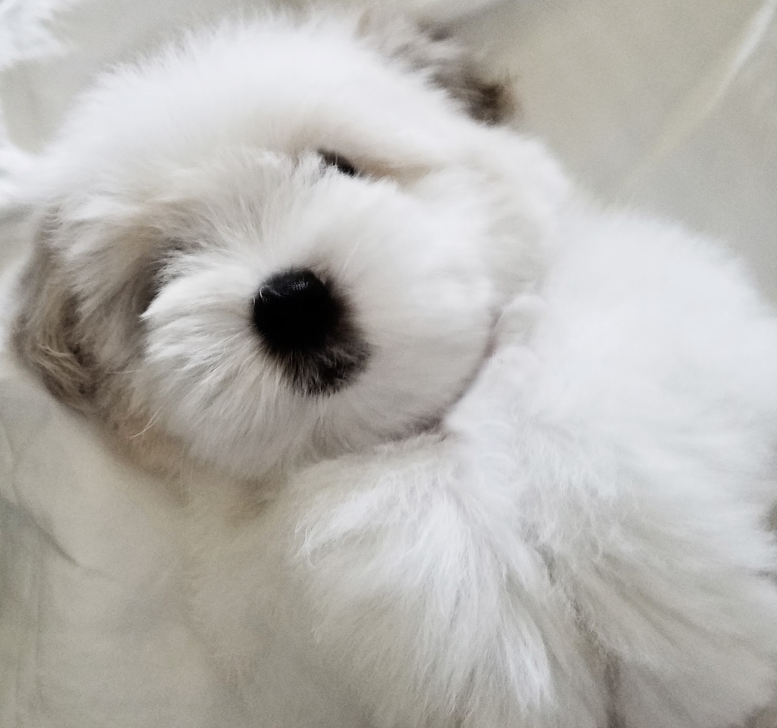Simply Grand 2016 Coton de Tulear puppies, Coton de Tulear breeder