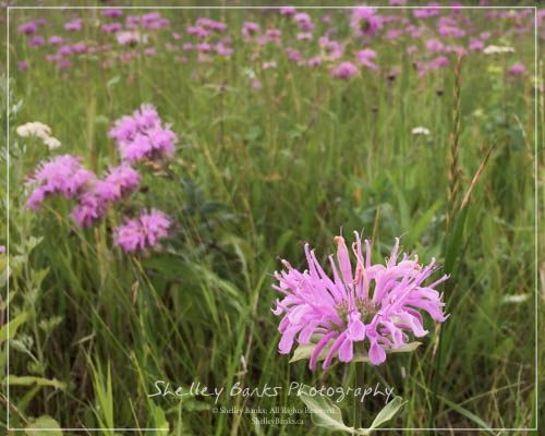 Western Wild Bergamot - Monarda fistulosa. Copyright © Shelley Banks, all rights reserved.