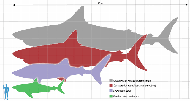 Megalodon-tubarões-tamanho