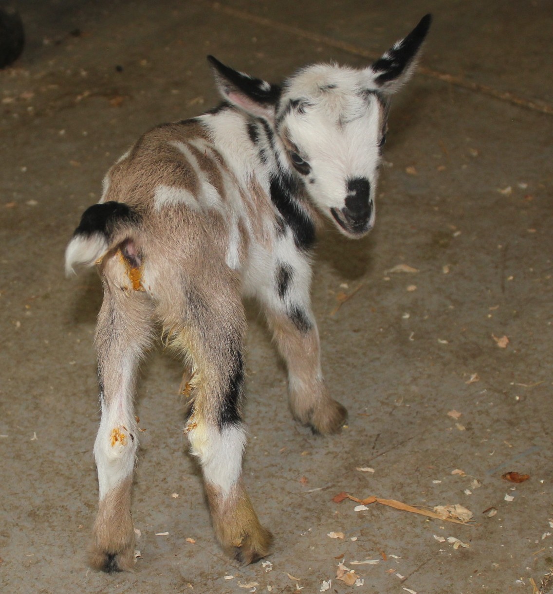 Amber Waves Pygmy Goats: Gorgeous Nigerian Wether Hand Raised Bottle Baby For Sale DOB: 8/19/16